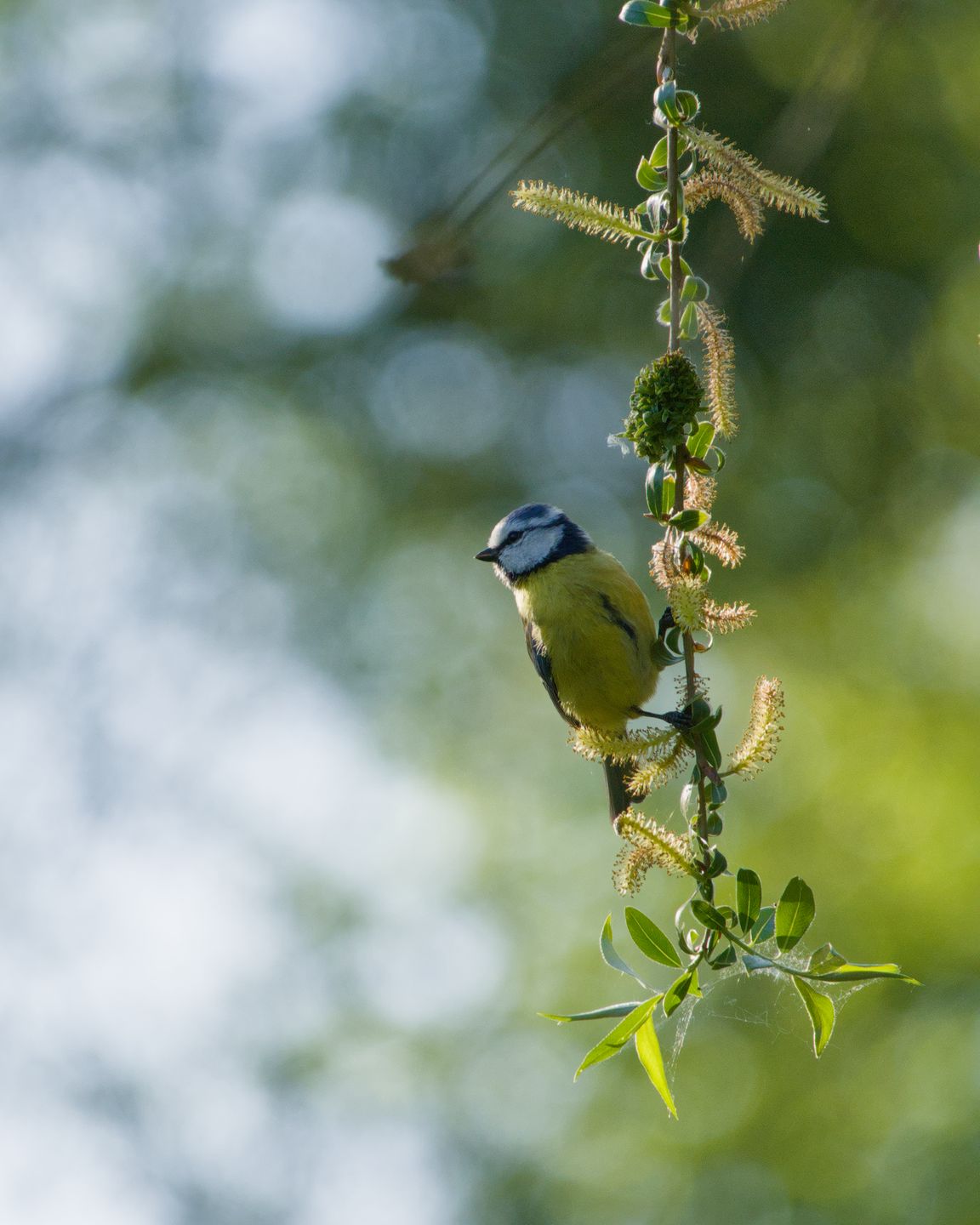 Blue tit