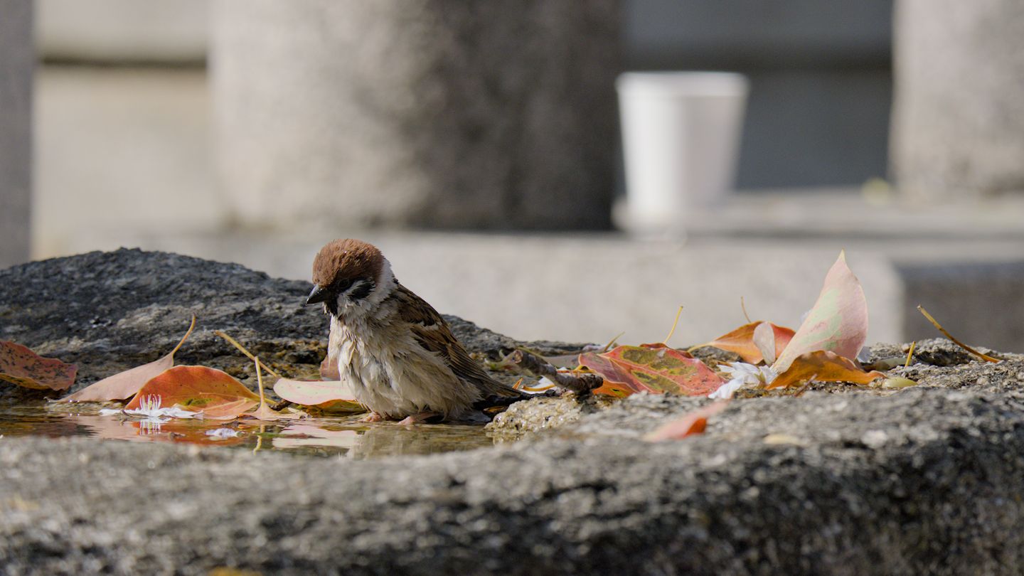 Eurasian tree sparrow
