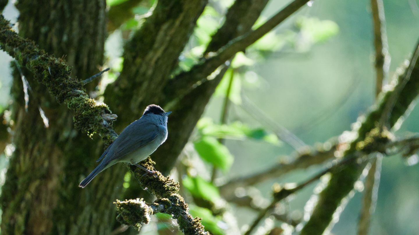 Eurasian blackcap
