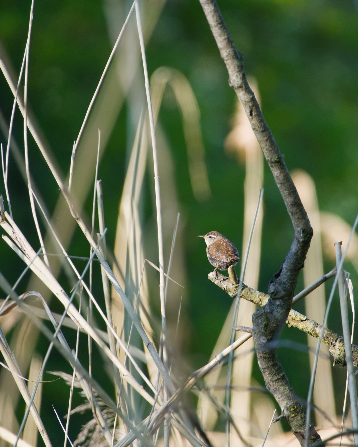 Eurasian wren