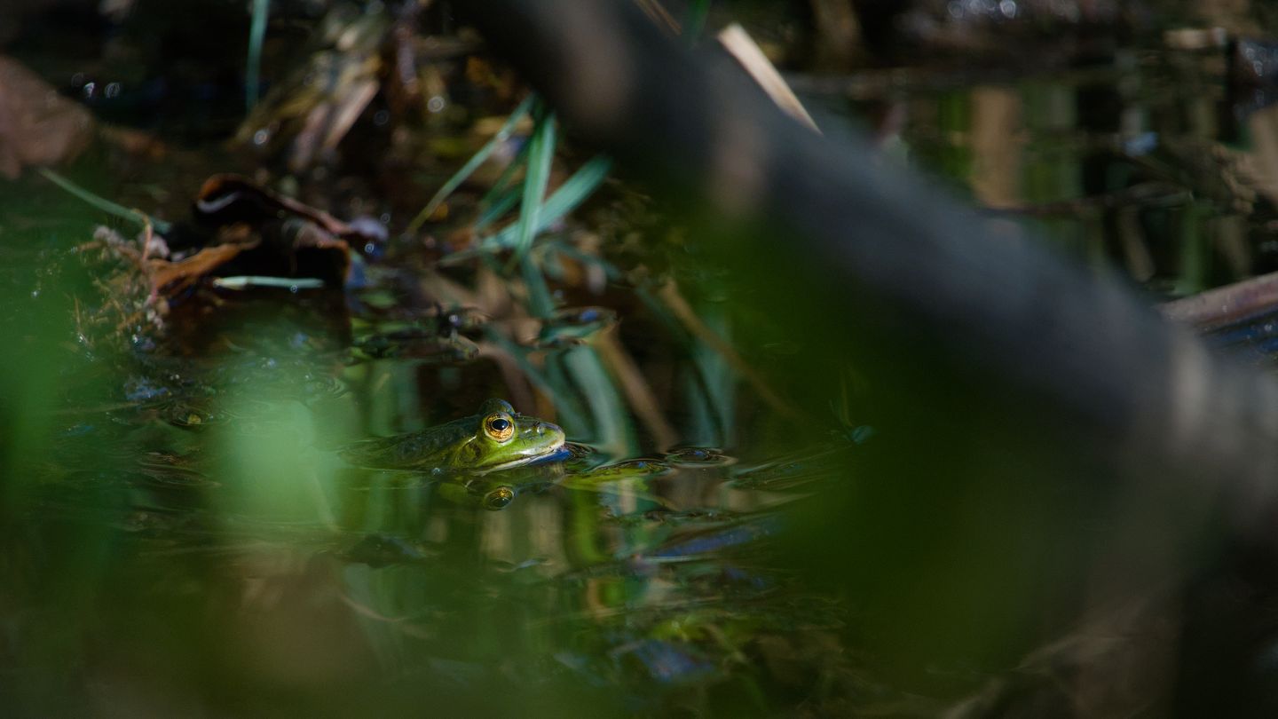 Water frog (Pelophylax)