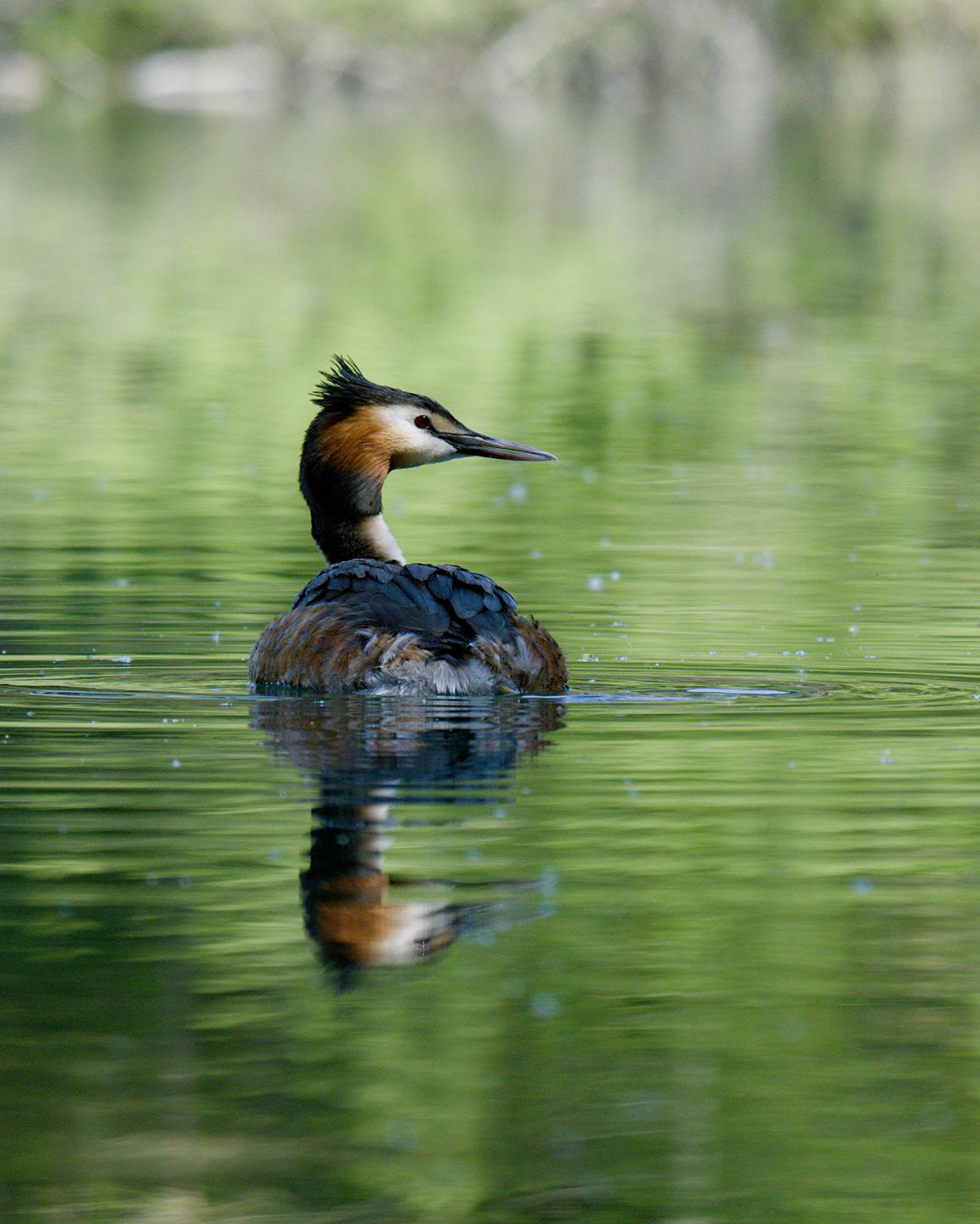 Great Crested Grebe