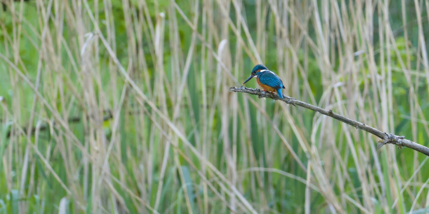 Common kingfisher