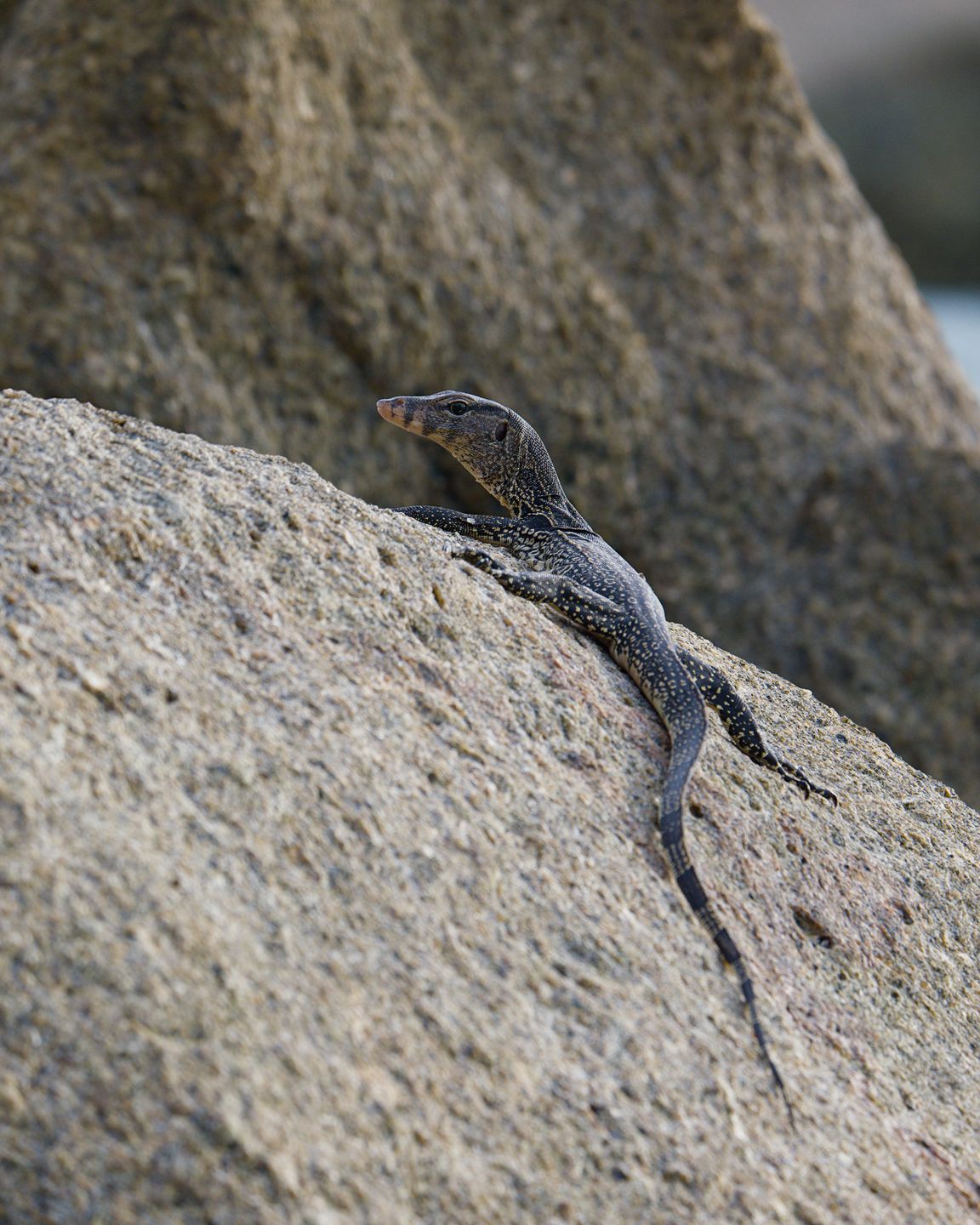 Asian water monitor