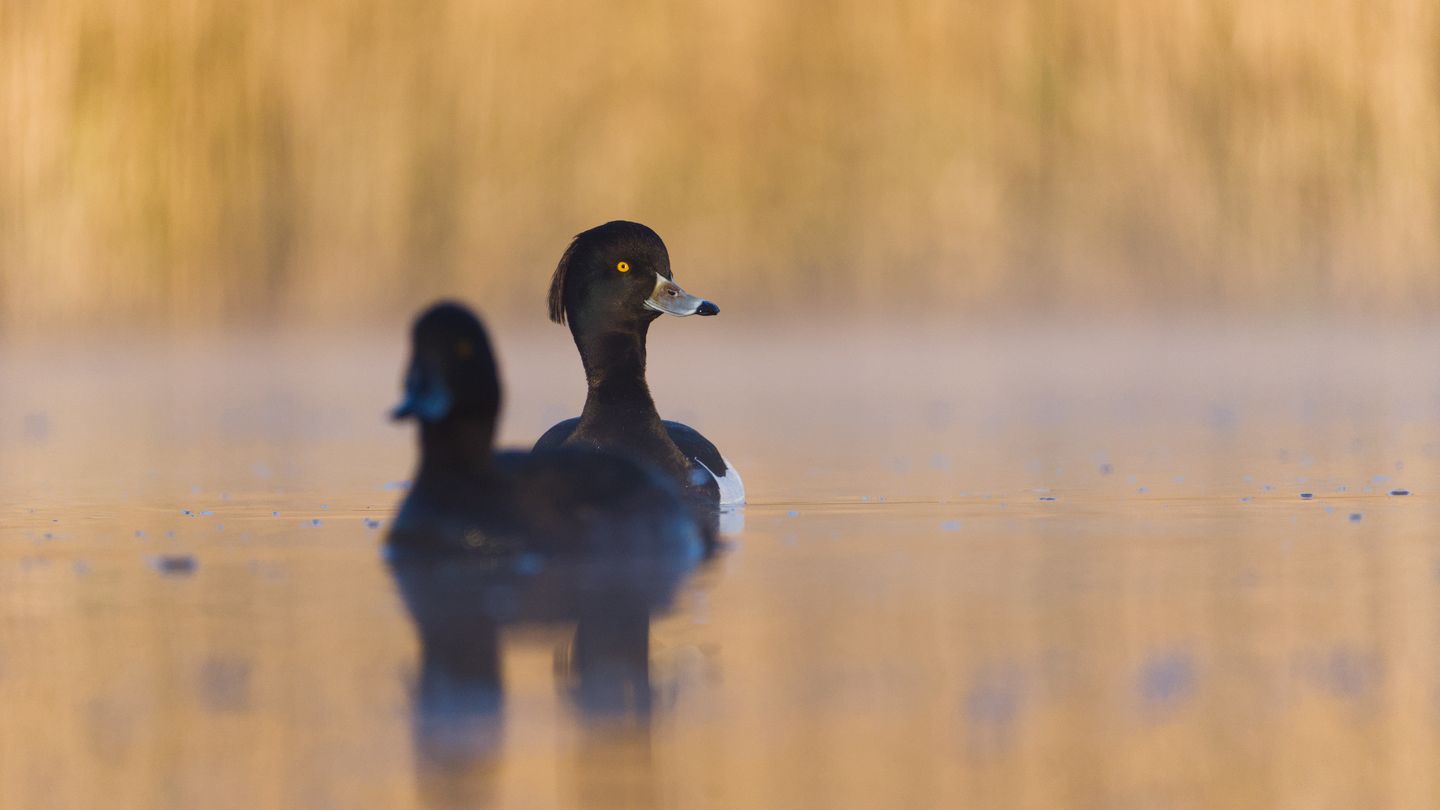 Tufted ducks